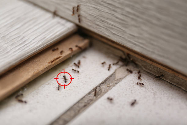 Best Spider Control Near Me  in Danbury, TX
