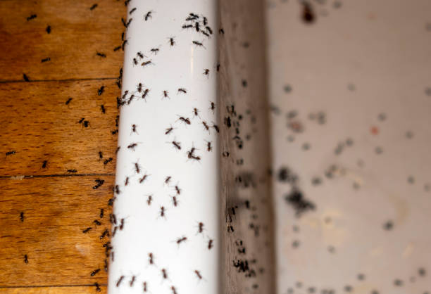 Best Bed Bug Extermination  in Danbury, TX