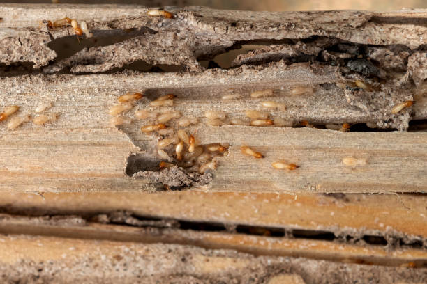 Best Termite Control Services  in Danbury, TX